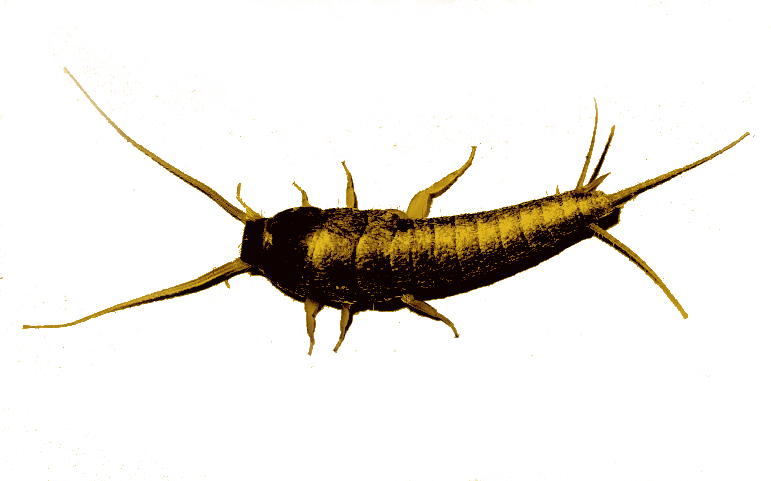 SILVERFISH Virus