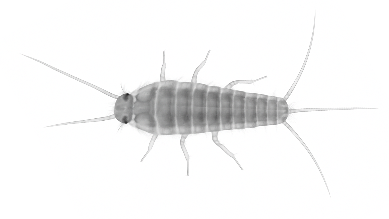 Silverfish
